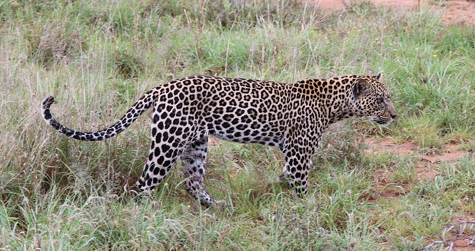 Leopard, Kofu - Mpala
