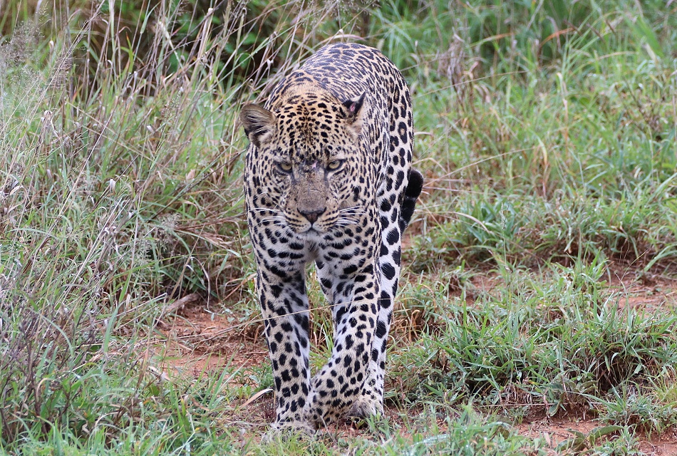 Leopard, Kofu - Mpala