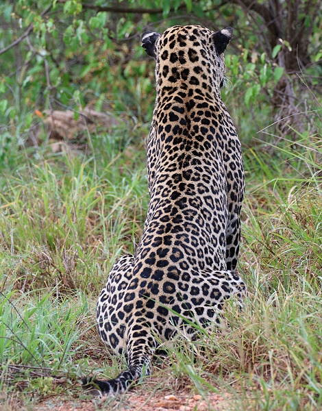 Leopard, Kofu - Mpala