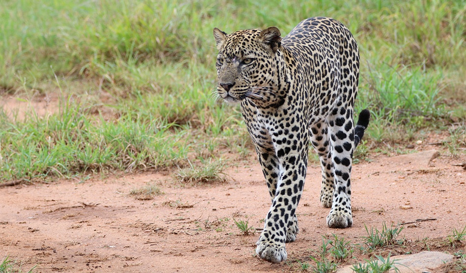 Leopard, Kofu - Mpala