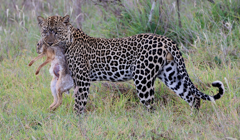 Leopard, Kofu mit Hase als Beute- Mpala