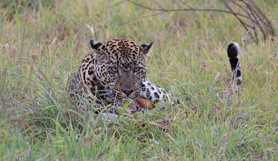 Leopard, Kofu frisst Hasen - Mpala