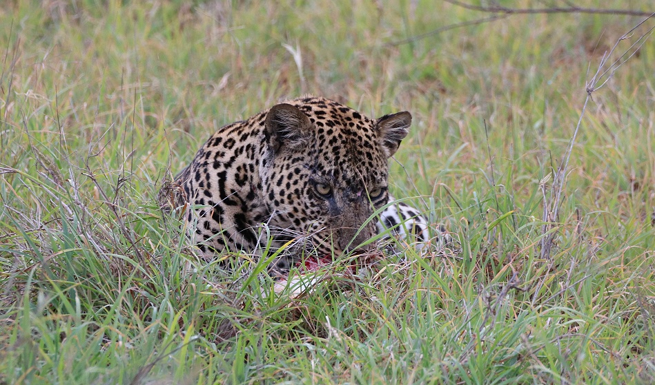 Leopard, Kofu frisst Hasen - Mpala