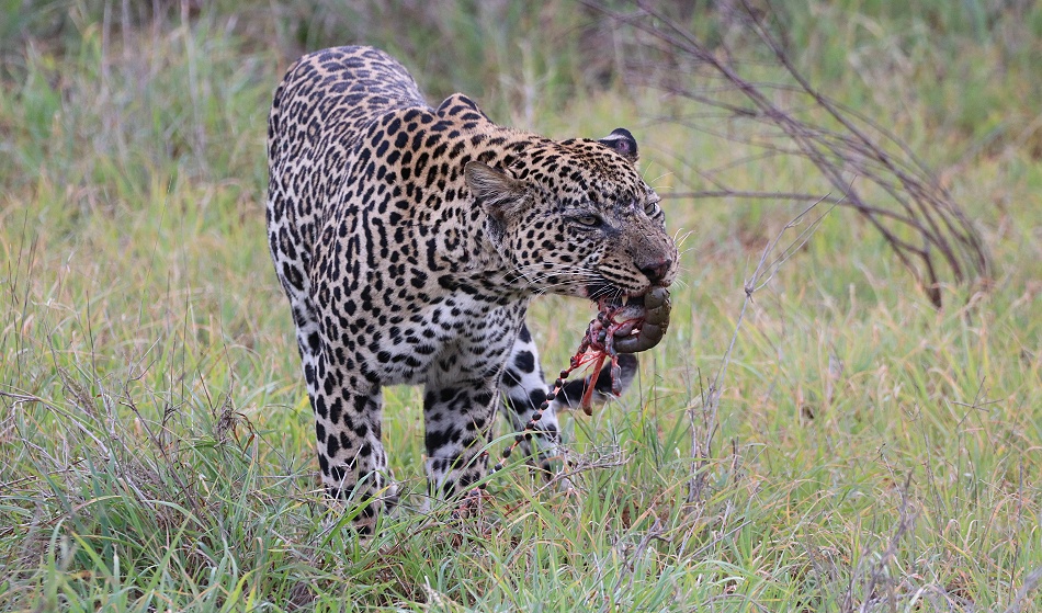 Leopard, Kofu frisst Hasen - Mpala