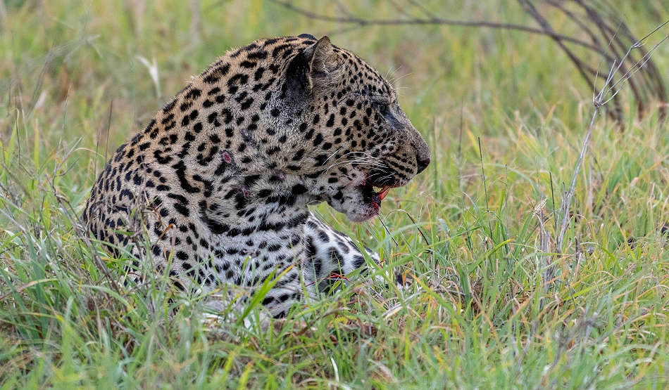 Leopard, Kofu frisst Hasen - Mpala