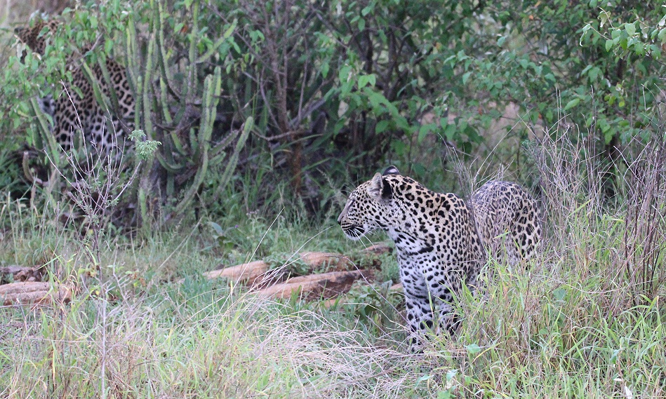 Leoparden, Kofu mit seinem Sohn Nyota