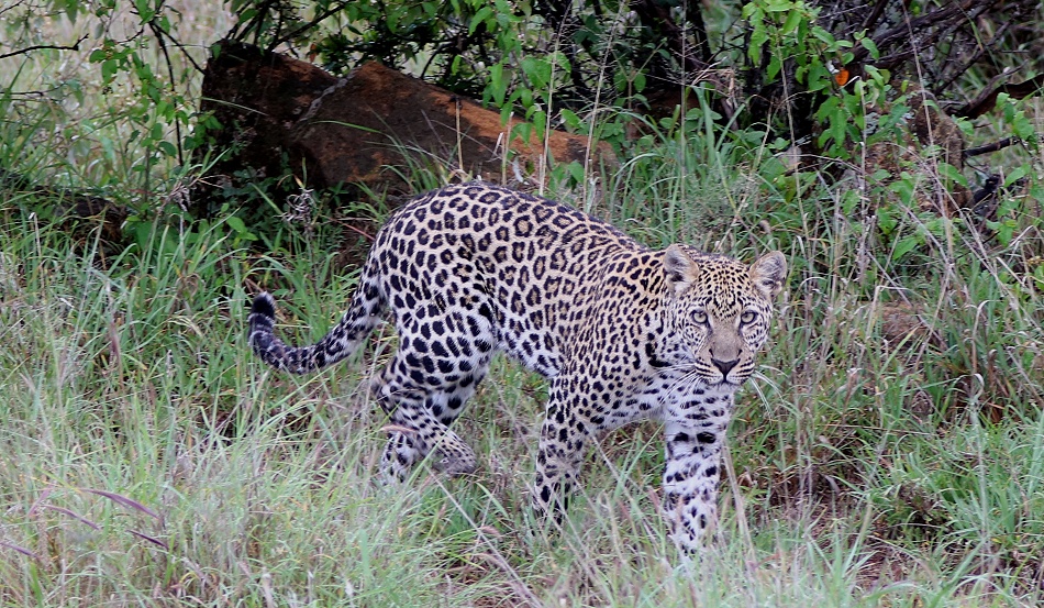 Leopard, Giza Sohn Nyota, Mpala