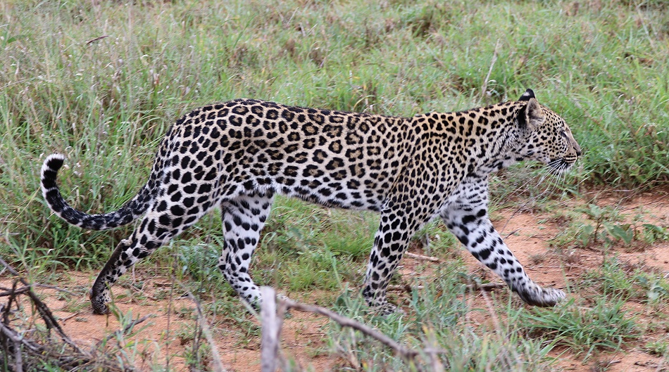 Leopard, Giza Sohn Nyota, Mpala