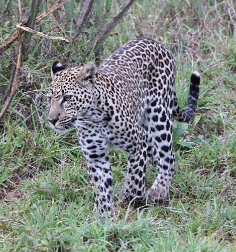 Leopard, Giza Sohn Nyota, Mpala