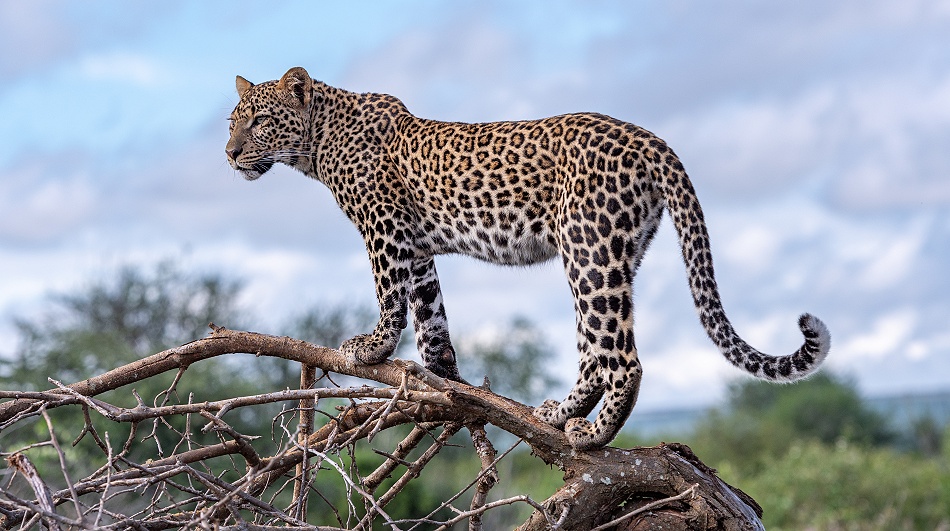 Zawadi, Tochter von Black Leopard Giza