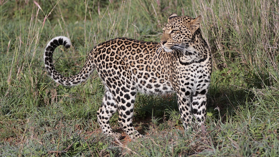 Zawadi, Tochter von Black Leopard Giza