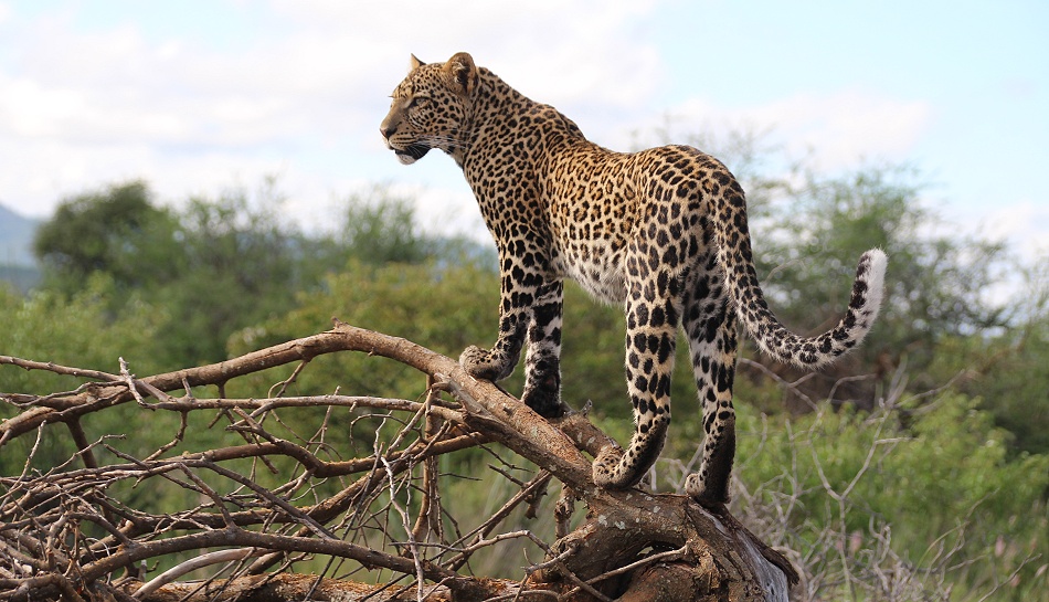 Zawadi, Tochter von Black Leopard Giza