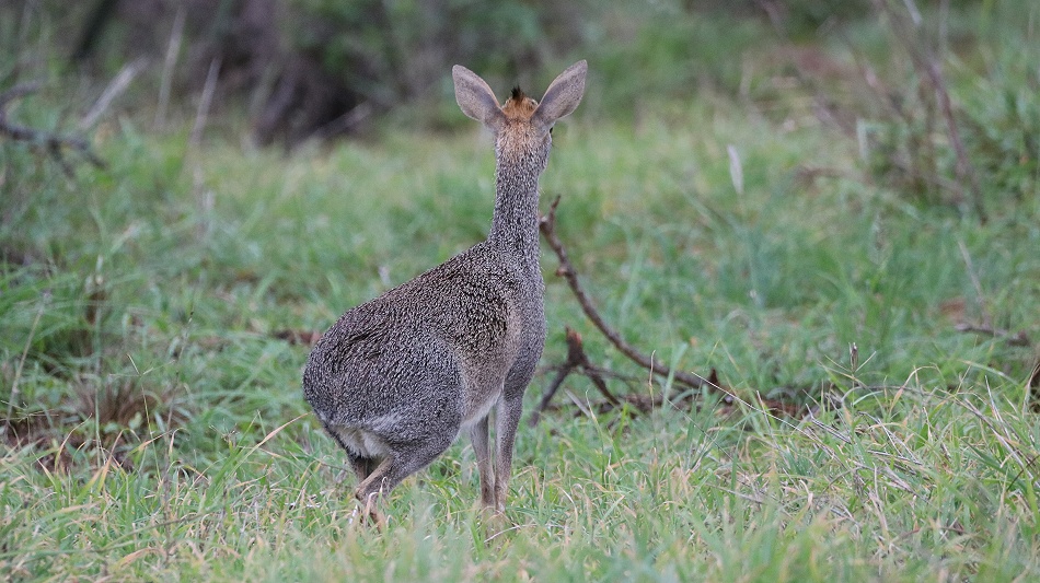 G&uuml;nthers Dikdik