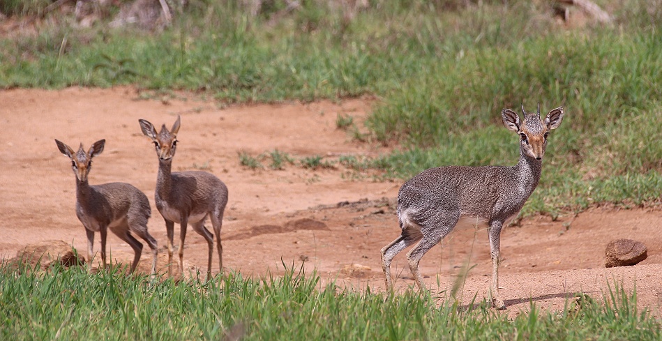 G&uuml;nthers Dikdik