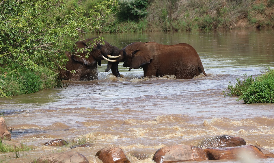 Elefanten im Fluss