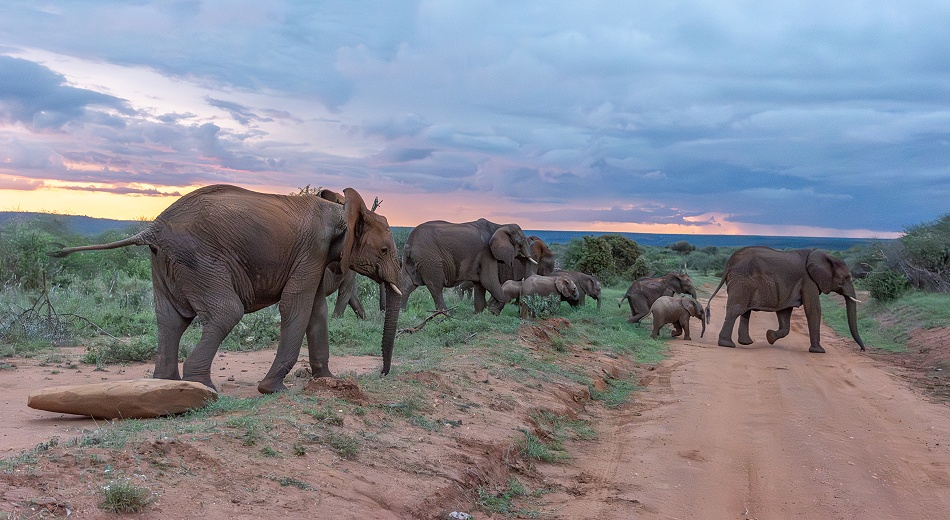 nerv&ouml;se rote Elefanten in Laikipia