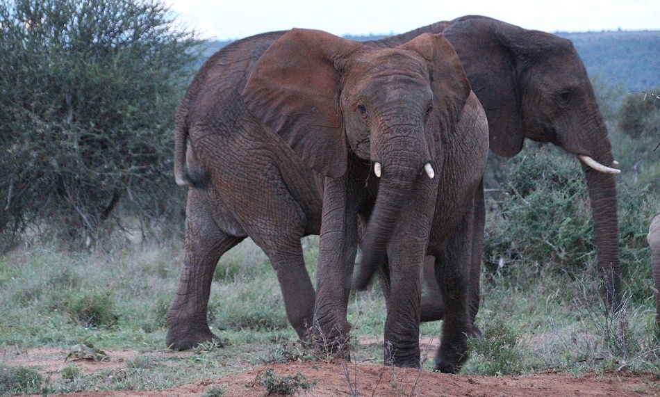 nerv&ouml;se rote Elefanten in Laikipia