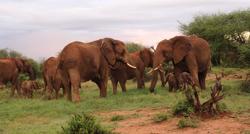 rote Elefanten am Morgen in Laikipia