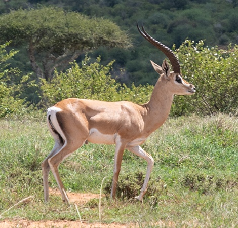 N&ouml;rdliche Grantgazelle