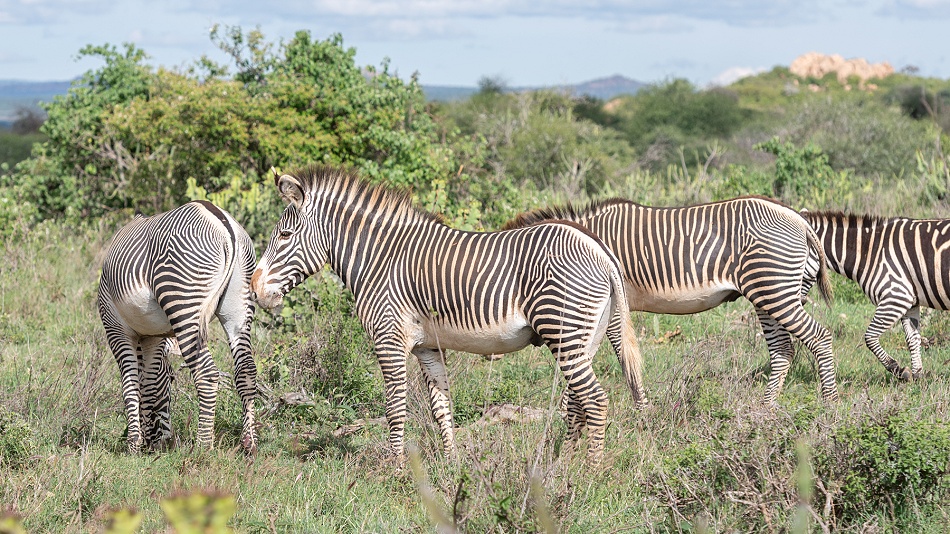 Grevy Zebras und Steppenzebra in Laikipia
