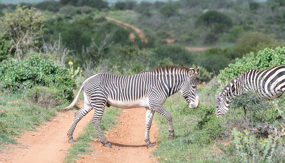 Grevy Zebra und Steppenzebra in Laikipia