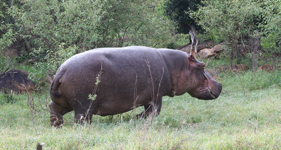 Flusspferd in Laikipia