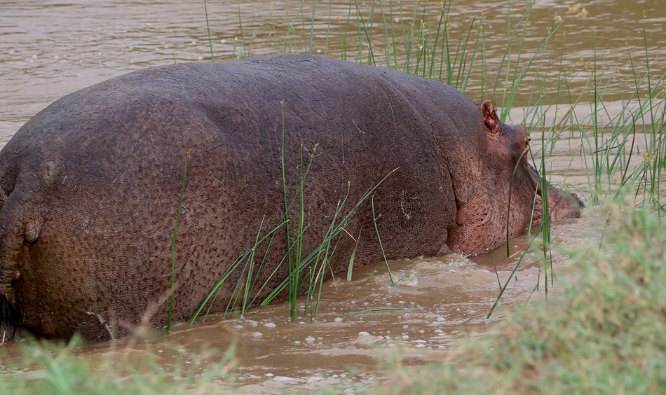 Flusspferd in Laikipia