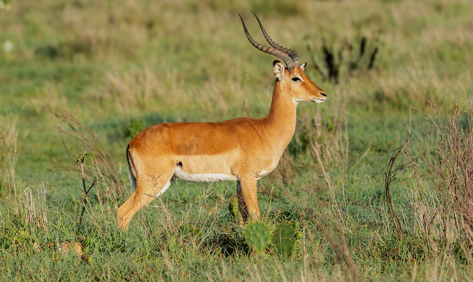 Impala Bock