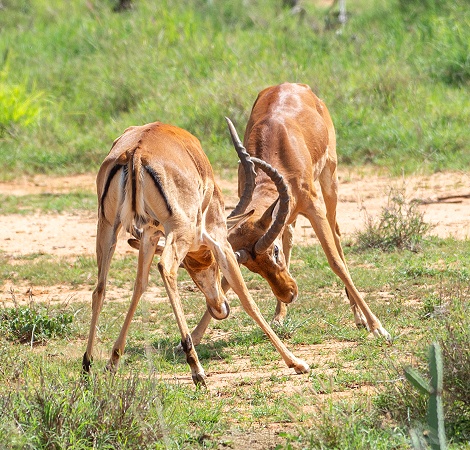 Impalas