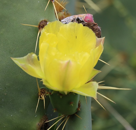 Kaktusbl&uuml;te