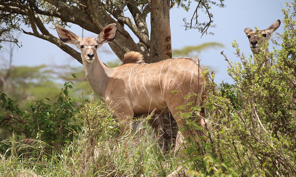 Laikipiia, Gro&szlig;e Kudus