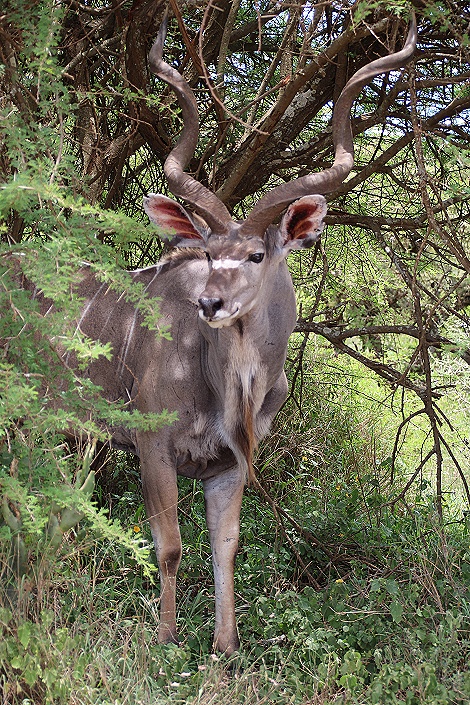 Gro&szlig;er Kudu