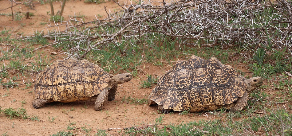 Laikipia Leopardschildkr&ouml;ten