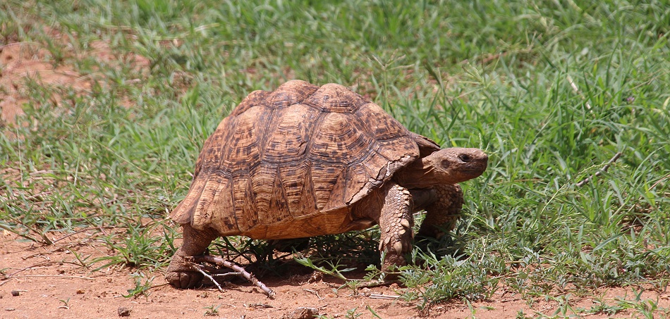 Leopardschildkr&ouml;te