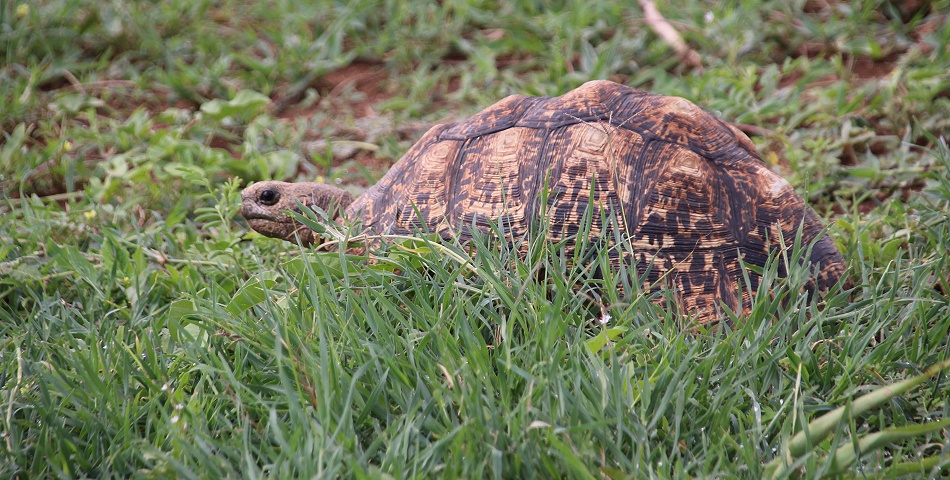 Leopardschildkr&ouml;te