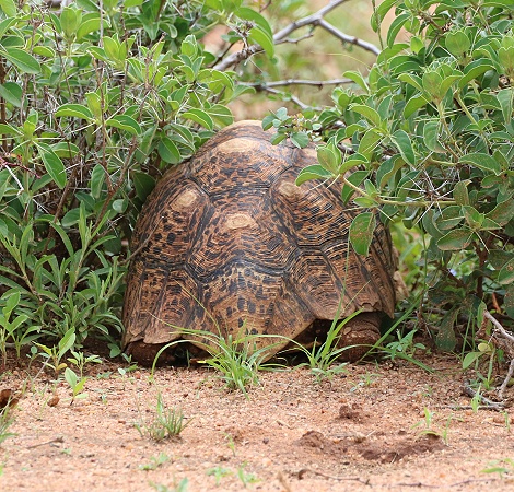 Leopardschildkr&ouml;te