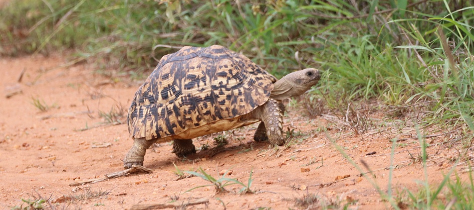Leopardschildkr&ouml;te