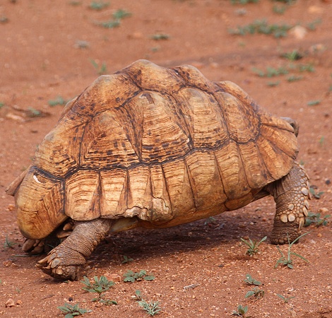 Leopardschildkr&ouml;te