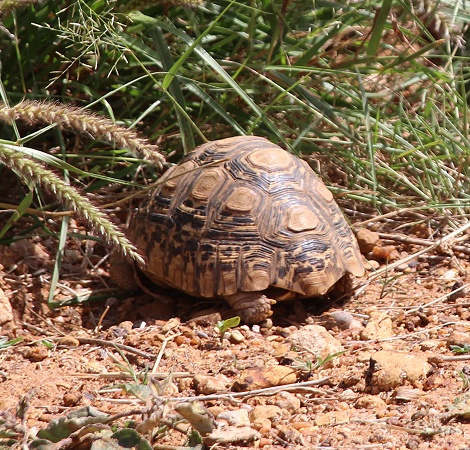 Leopardschildkr&ouml;te