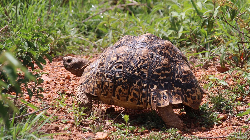 Leopardschildkr&ouml;te