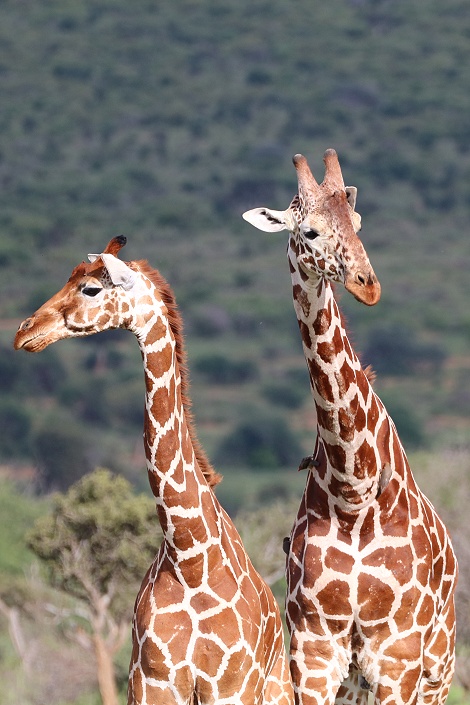 Netzgiraffe