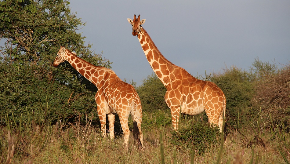 Netzgiraffen in Laikipia
