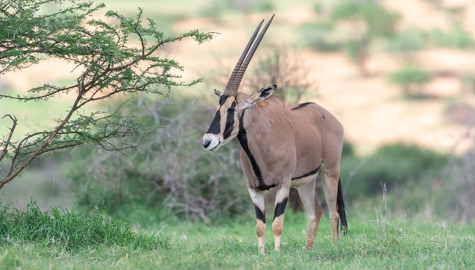 Beisa Oryx