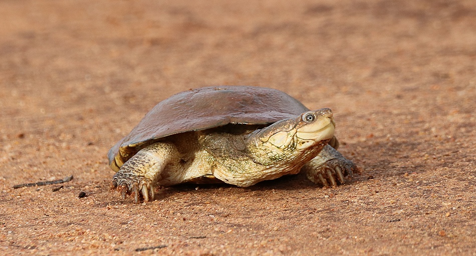 Pelomedusenschildkr&ouml;te