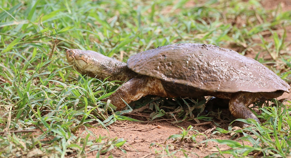 Pelomedusen Schildkr&ouml;te