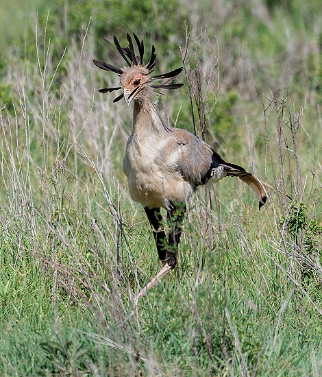 Sekret&auml;r