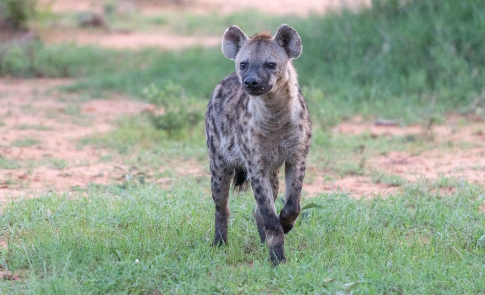 T&uuml;pfelhy&auml;ne im Leoparden Revier