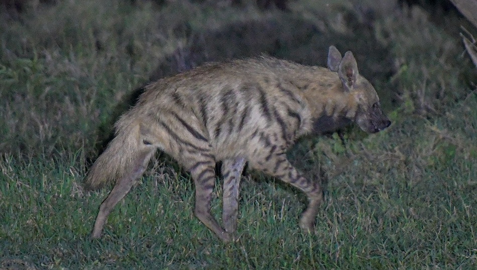 Gestreifte Hy&auml;ne, Laikipia