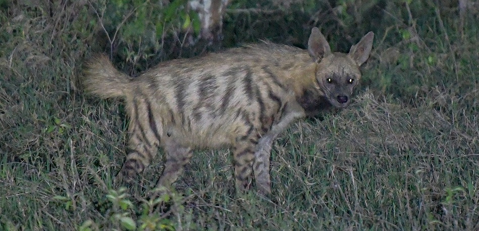 Gestreifte Hy&auml;ne, Laikipia