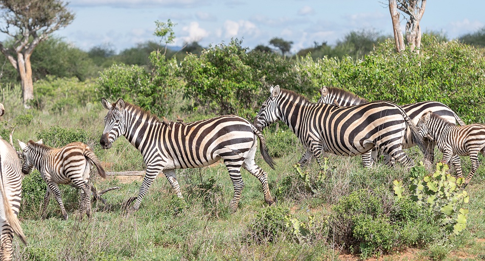 Steppenzebras in Laikipia